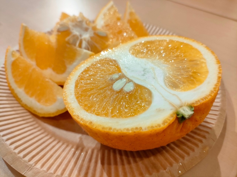第２回活動「甘夏のことをもっと知りたくなる会」-みえ　みかん部 | 部活動